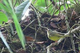 Three-banded Warbler