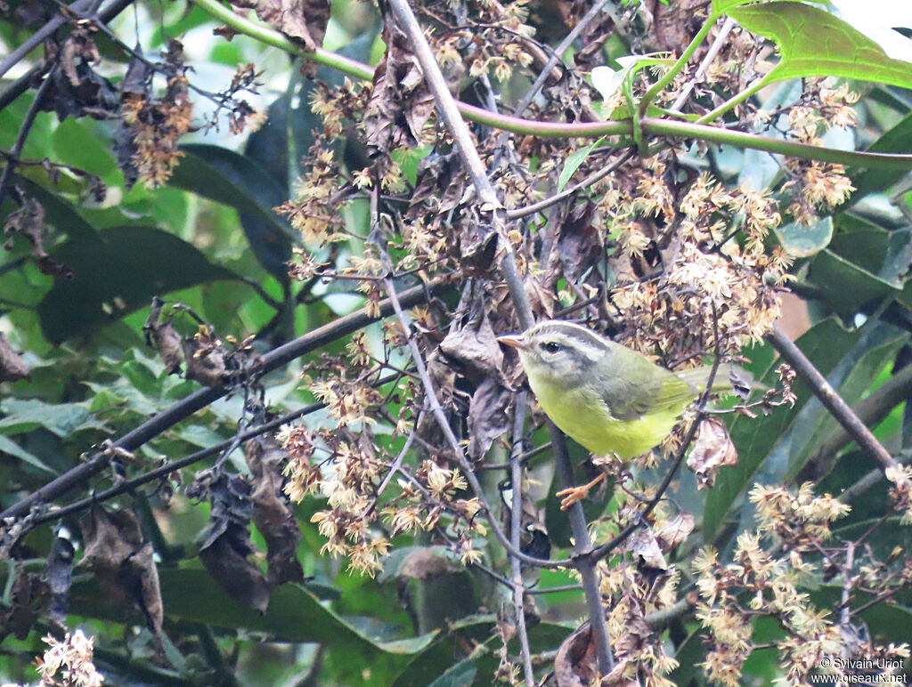 Three-banded Warbler