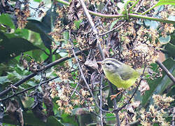 Three-banded Warbler