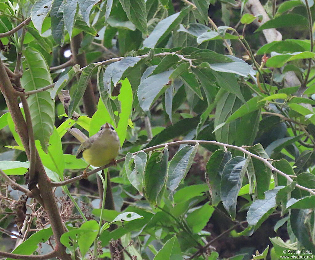 Three-banded Warbler