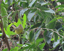 Three-banded Warbler