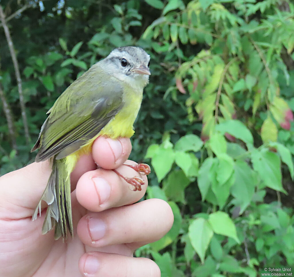 Three-banded Warbler