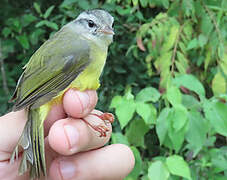 Three-banded Warbler