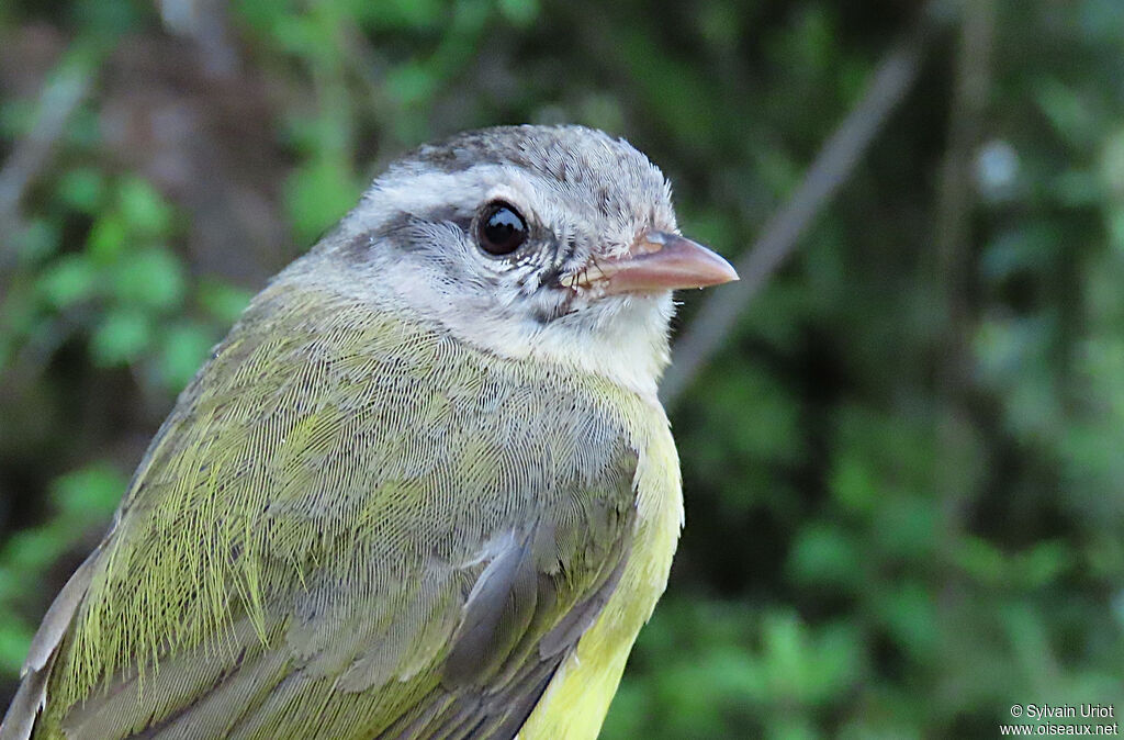 Three-banded Warbleradult