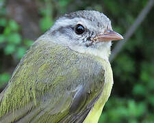 Three-banded Warbler