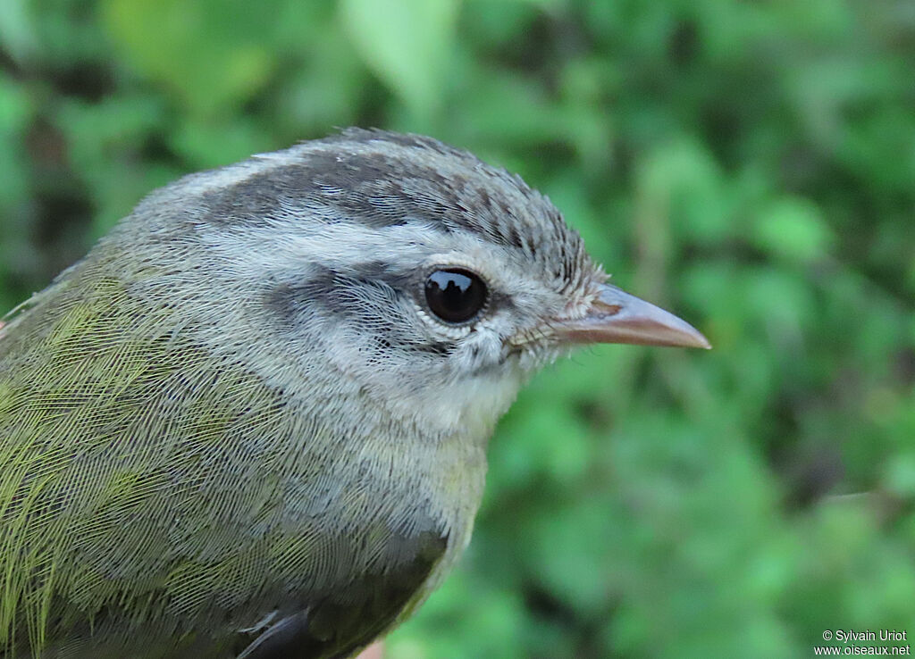 Three-banded Warbleradult