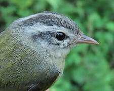 Three-banded Warbler