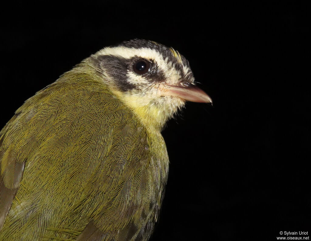 Three-striped Warbleradult