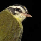 Paruline triligne