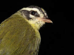 Three-striped Warbler