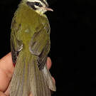 Paruline triligne