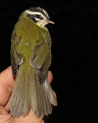 Three-striped Warbler