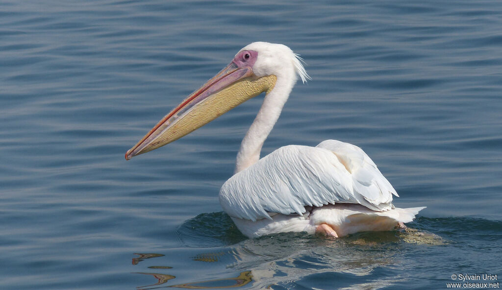 Great White Pelicanadult