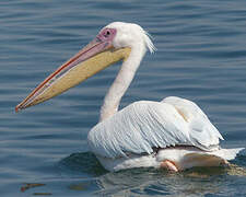 Great White Pelican