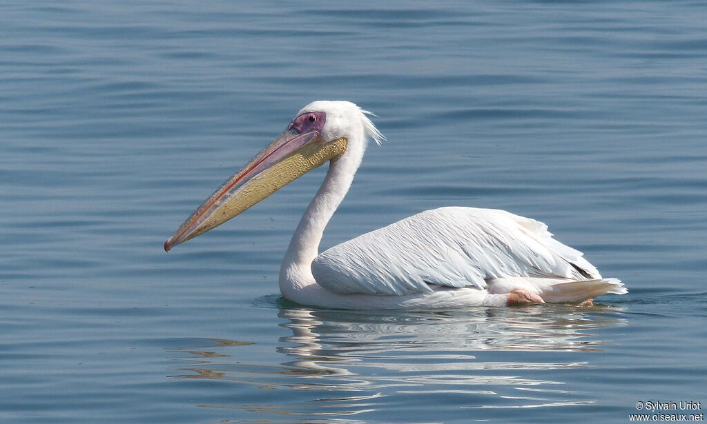 Pélican blancadulte