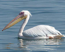 Great White Pelican