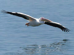 Great White Pelican