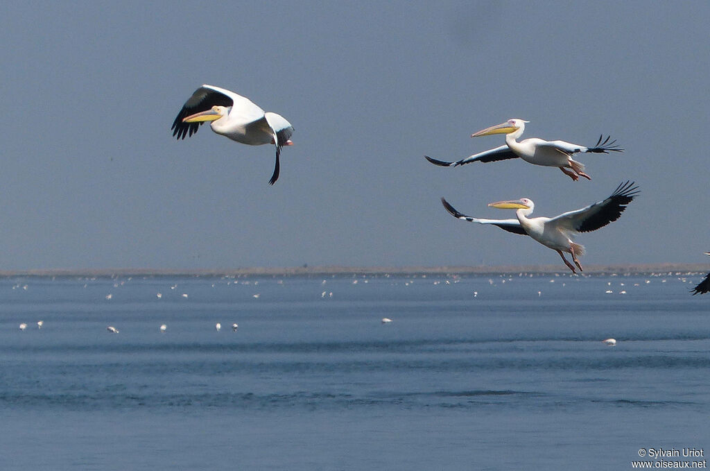 Great White Pelicanadult