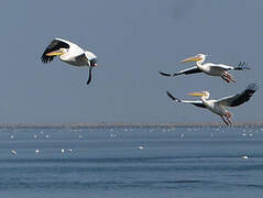 Great White Pelican