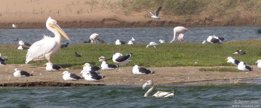 Great White Pelican