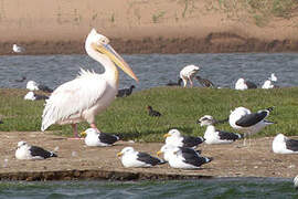 Great White Pelican