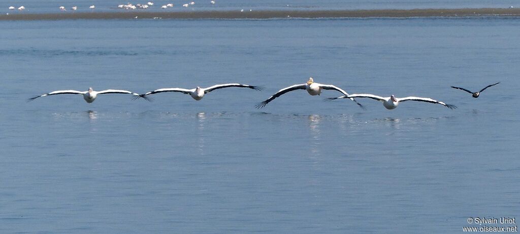 Great White Pelican