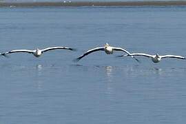 Great White Pelican