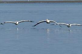 Great White Pelican