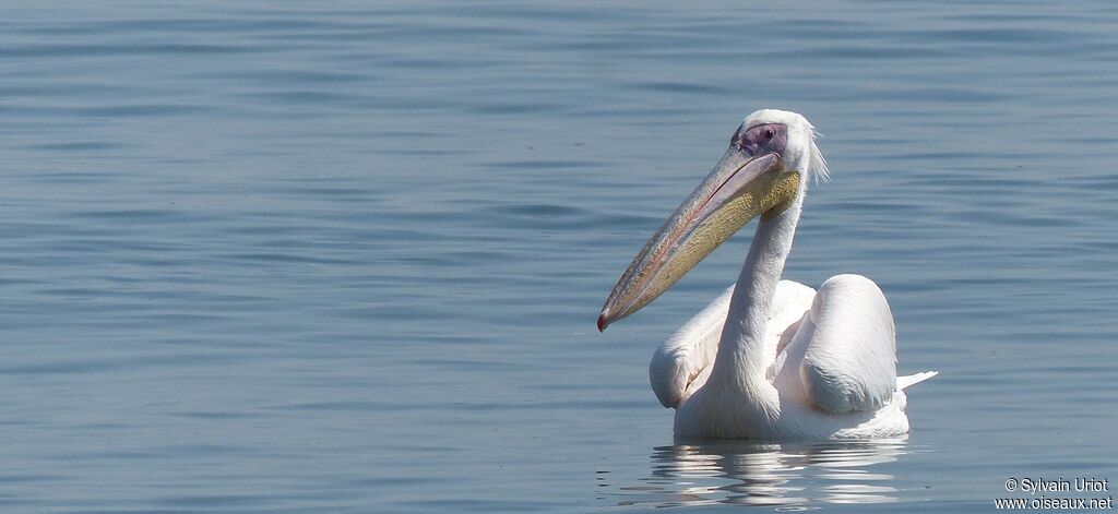 Great White Pelicanadult