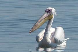 Great White Pelican