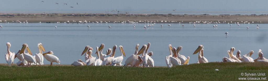 Great White Pelican