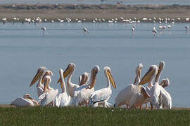 Great White Pelican