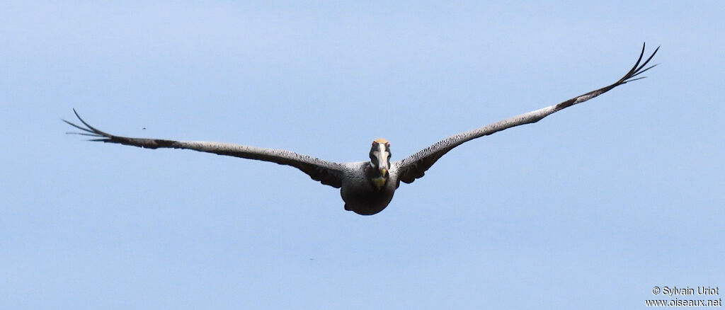 Brown Pelicanadult