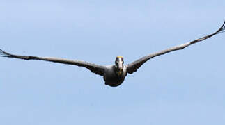 Brown Pelican