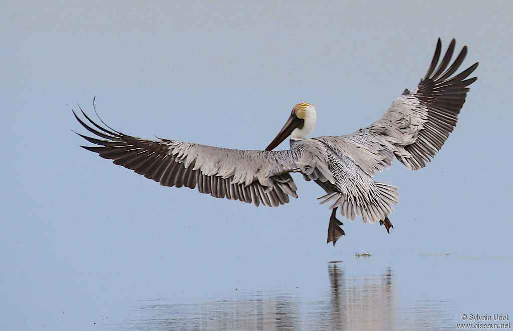 Brown Pelicanadult