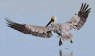 Brown Pelican