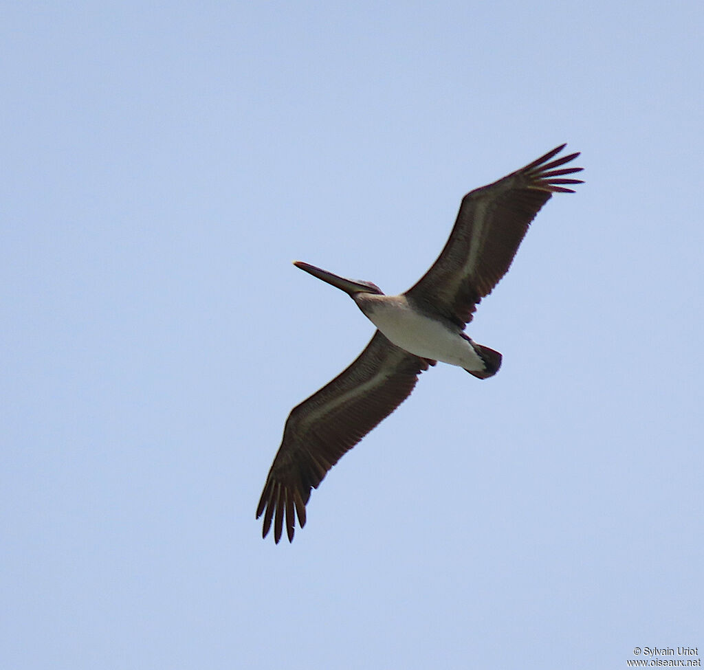 Brown Pelicanimmature