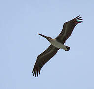 Brown Pelican