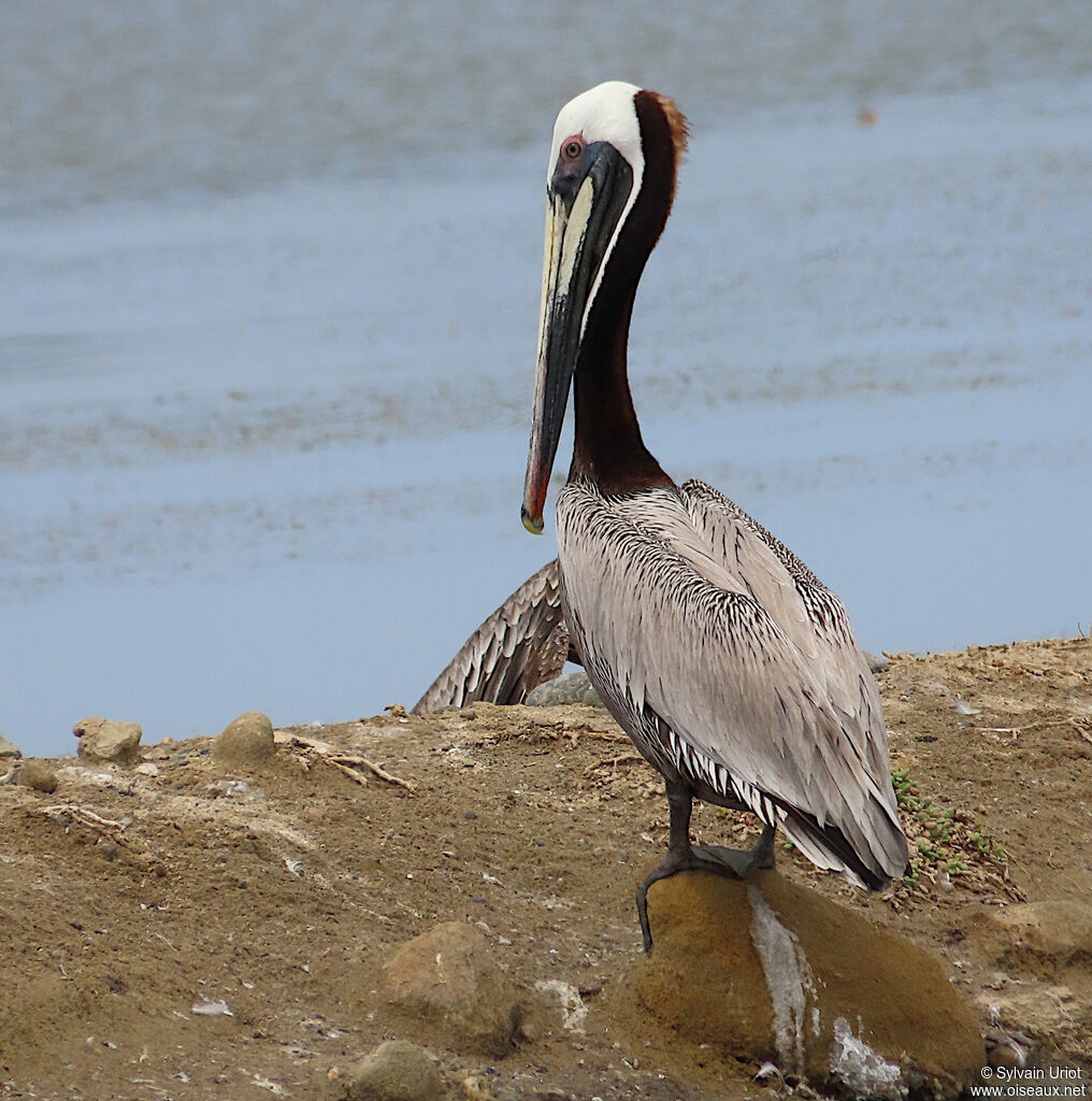 Brown Pelicanadult