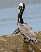 Brown Pelican