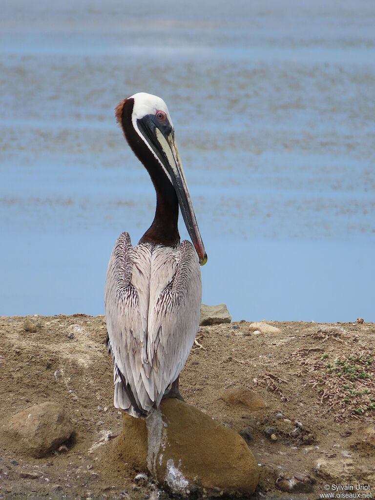 Brown Pelicanadult