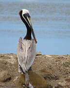 Brown Pelican