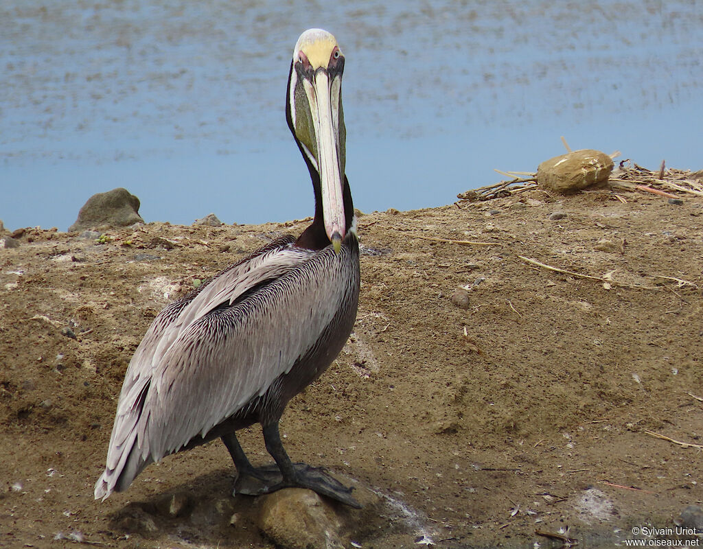 Brown Pelicanadult