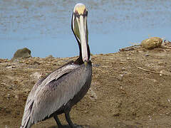 Brown Pelican