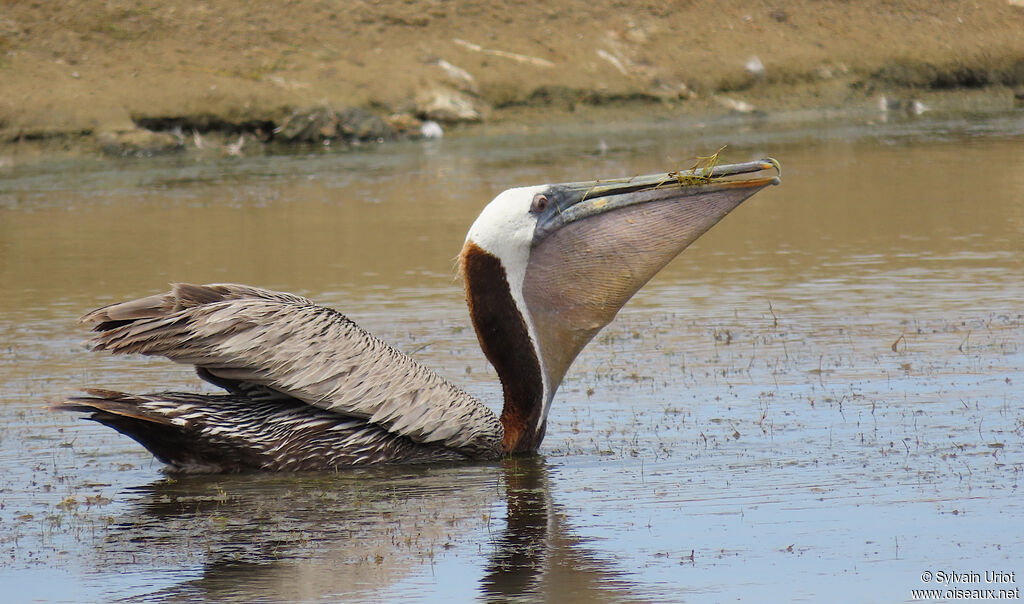 Brown Pelicanimmature