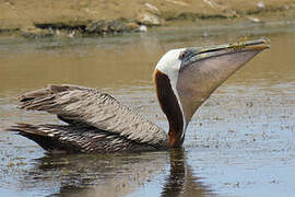 Brown Pelican