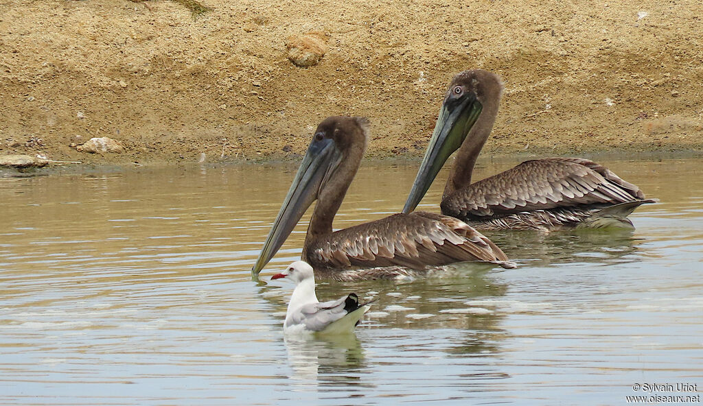 Brown Pelicanjuvenile