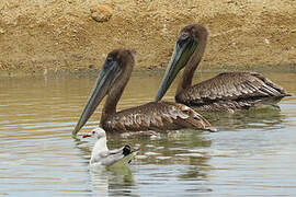 Brown Pelican