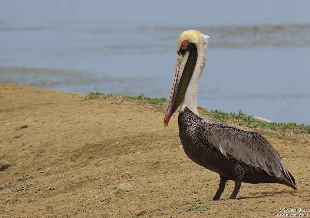 Brown Pelicanadult