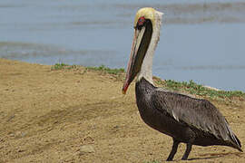 Brown Pelican